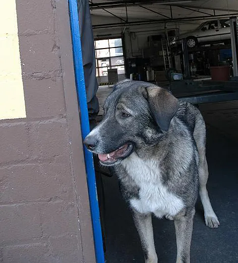 Olga, der Hund der Werkstatt, steht im Hallentor